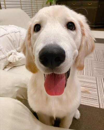 悪さしたあとの顔がかわいい