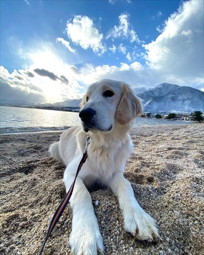 悪さしたあとの顔がかわいい