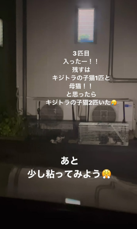 右側にキジトラ