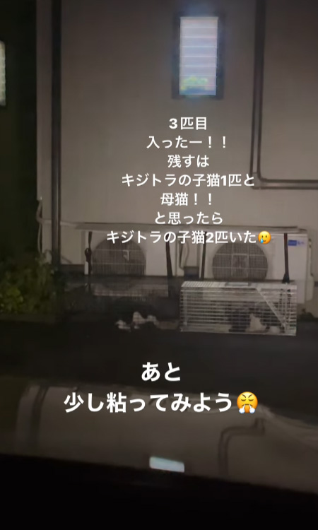 中央にキジトラ