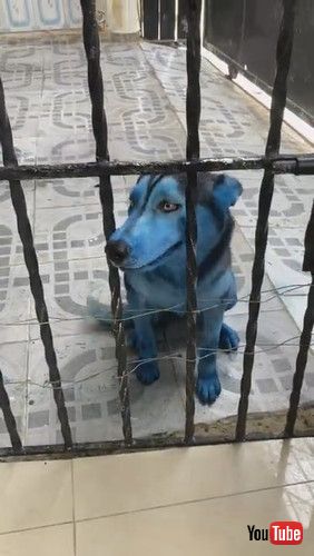 青く染まった犬