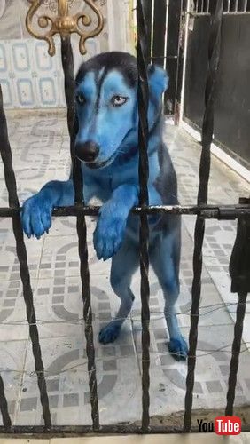 青く染まった犬