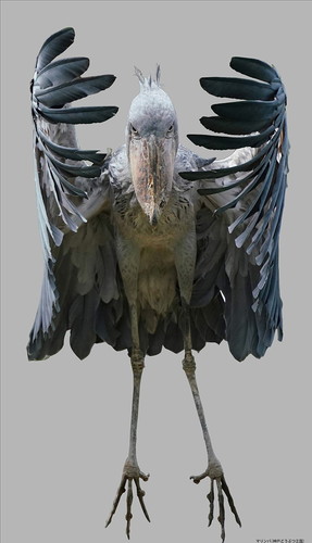 ハシビロコウのマリンバちゃん