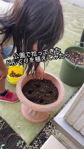 どんぐりを植えてみたら……