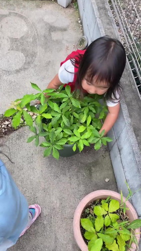 どんぐりを植えてみたら……