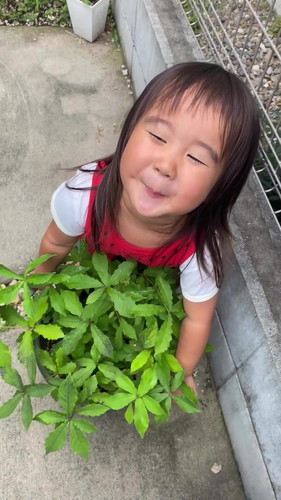 どんぐりを植えてみたら……