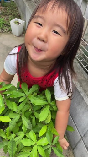 どんぐりを植えてみたら……