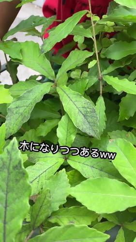 どんぐりを植えてみたら……