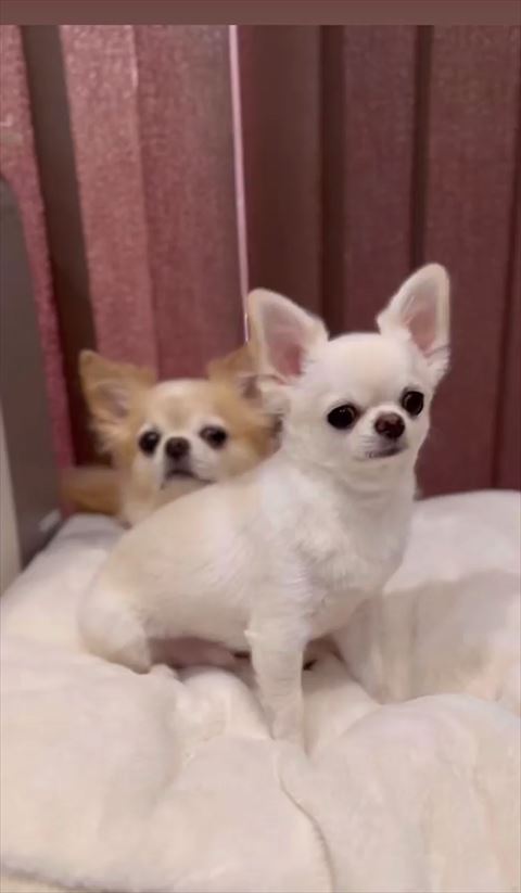 後ろからのぞいてる兄ワンコとお座りしてる弟ワンコ