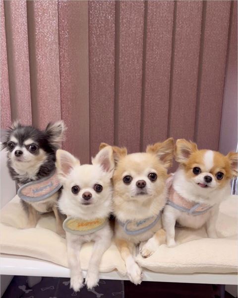 家の中でハーネスつけてるワンコたち