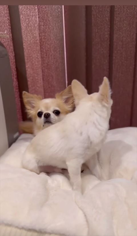 後ろを振り返る白ワンコ