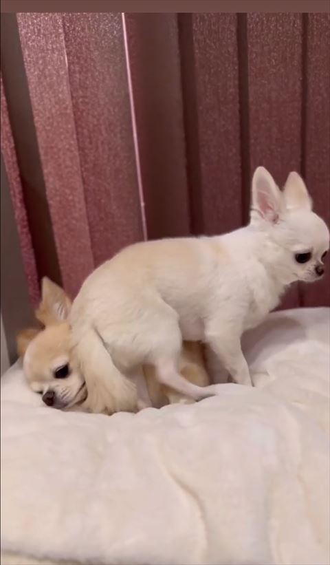 ワンコに座って下見てるワンコ