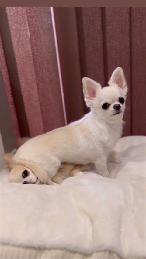 ワンコの上に座ってドヤ顔する白ワンコ