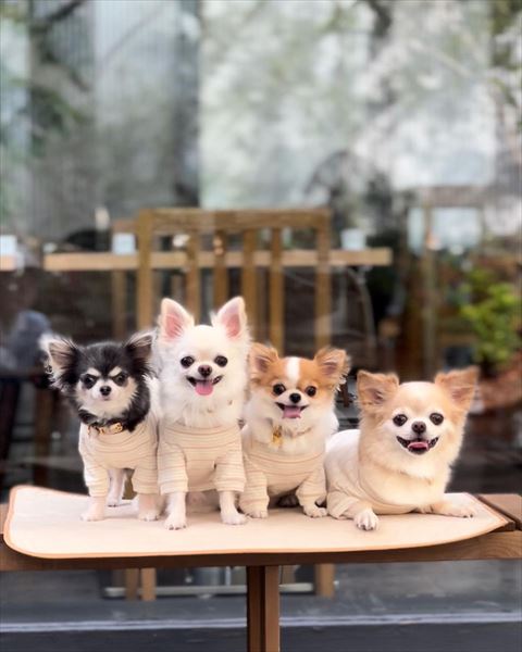 ボーダーの服着てるワンコたち