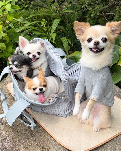 カバンに入ってるワンコたち