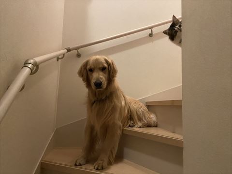 階段にいる2匹