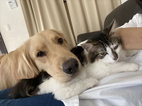 おなかにくつろぐ2匹