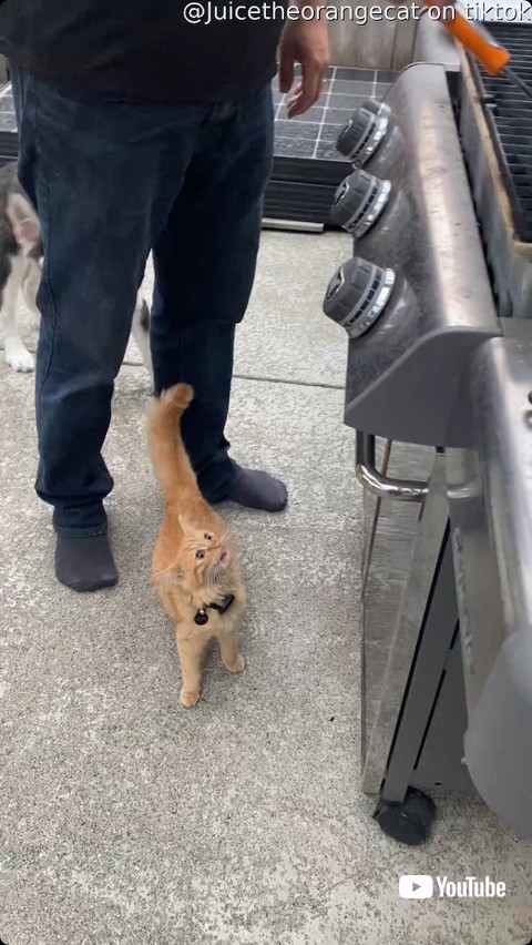 グリル前にやってきた猫