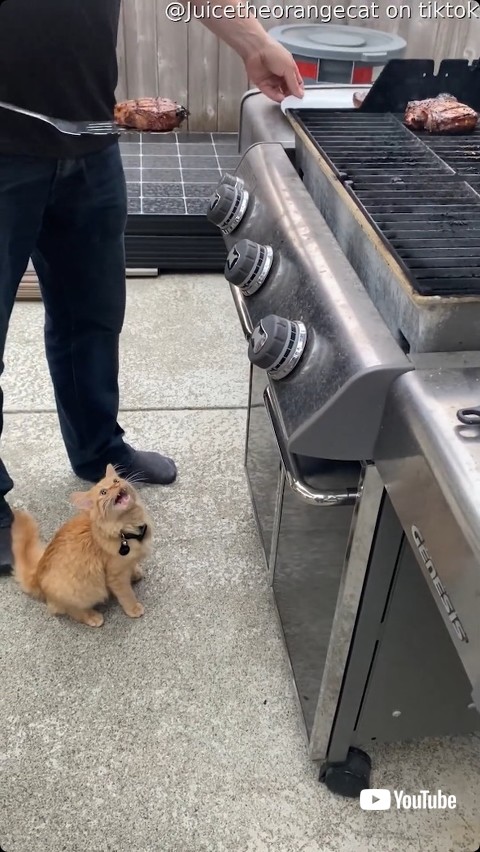 肉を食べられない猫