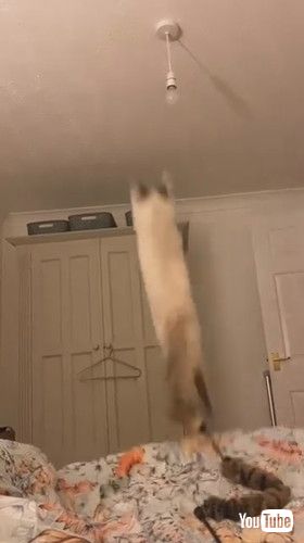 ジャンプする猫のラグドール