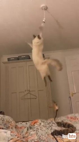 オットマンに着地するラグドール