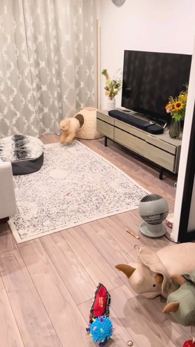 セルフドッグラン