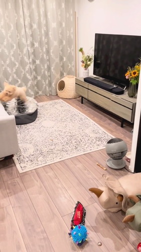 セルフドッグラン