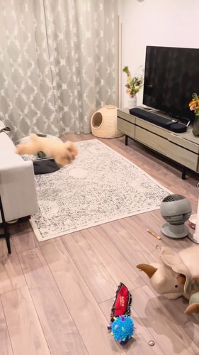 セルフドッグラン