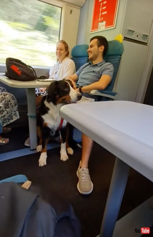 サンドイッチが欲しいワンコ