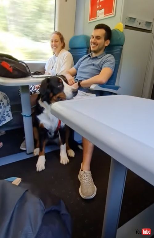 サンドイッチが欲しいワンコ