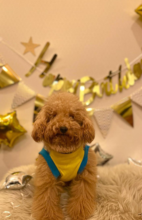 ピンくんの誕生日