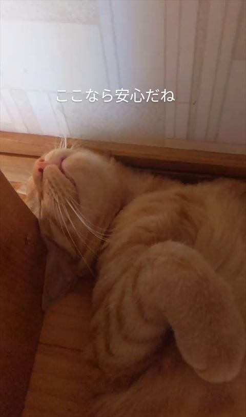 寝てる猫ちゃんアップ