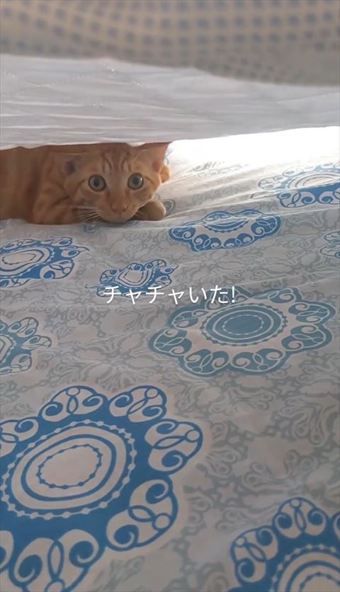 シーツの下に猫ちゃん