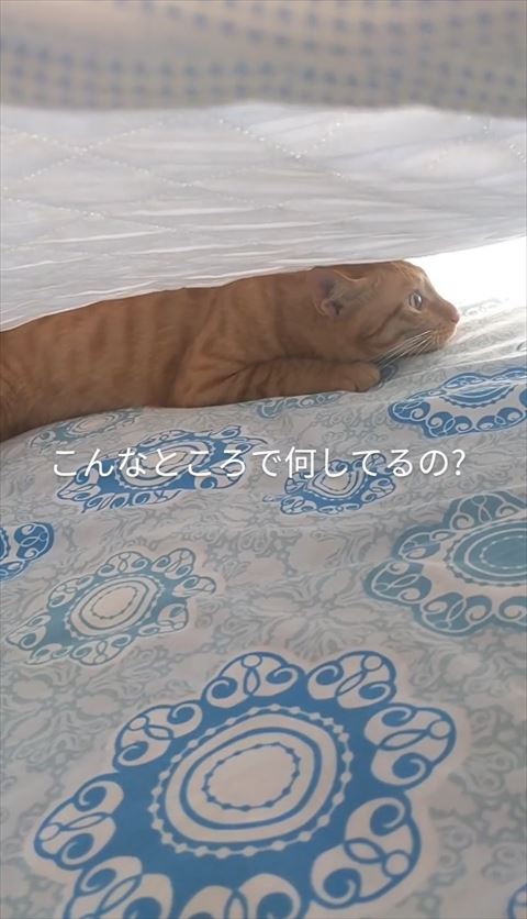 なにしてるのテロップ