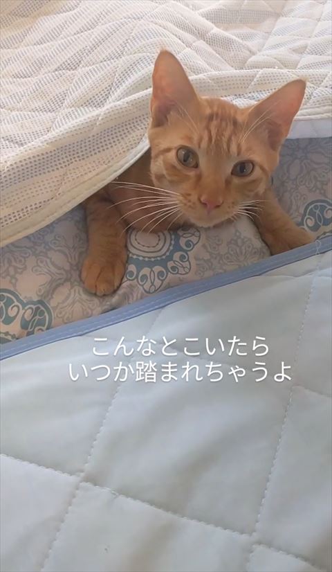 踏まれちゃうよテロップ