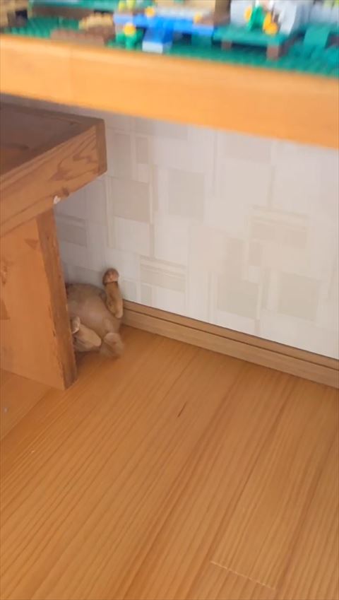 隙間にいる猫ちゃんの足