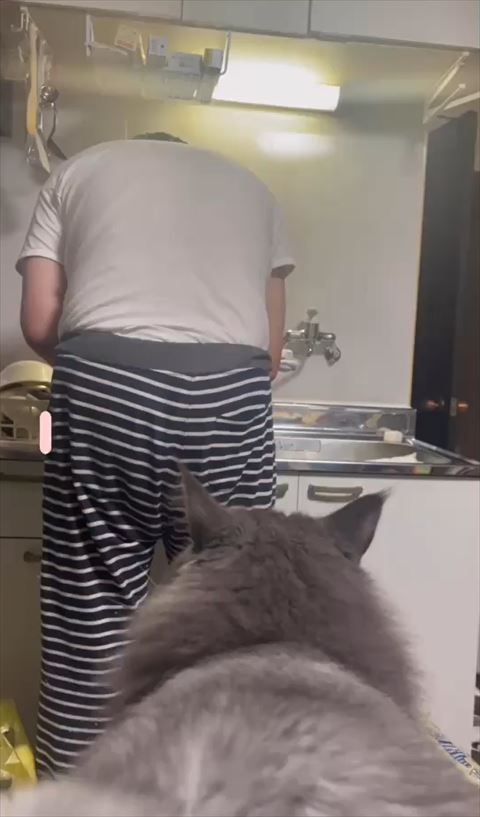 猫がジャンプしたオチ