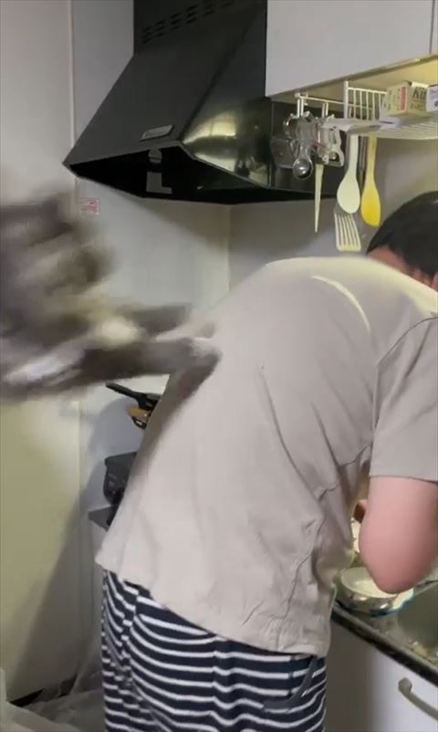 ジャンプしてる猫ちゃん横から