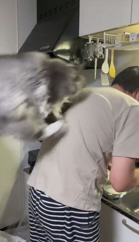 背中に到達した猫