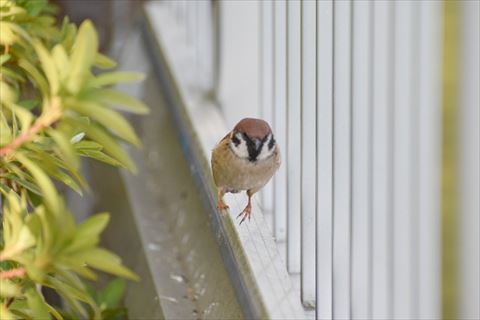 走ってくるスズメさん