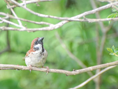 枝にとまって上を見てる