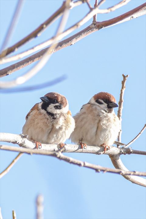 スズメ2匹