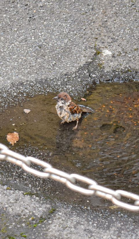 泥がついたスズメさん