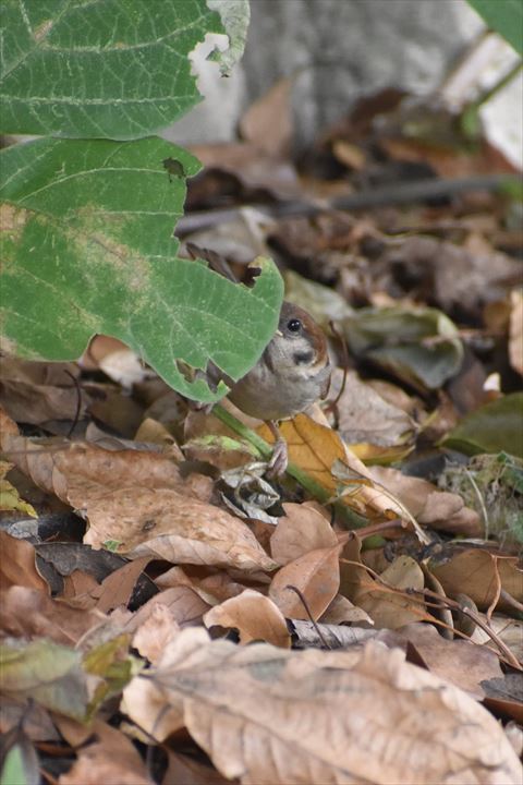 葉っぱとスズメ