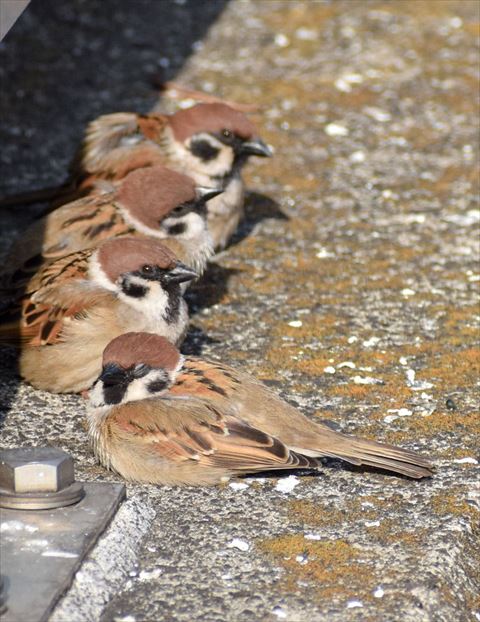 数羽で日向ぼっこ
