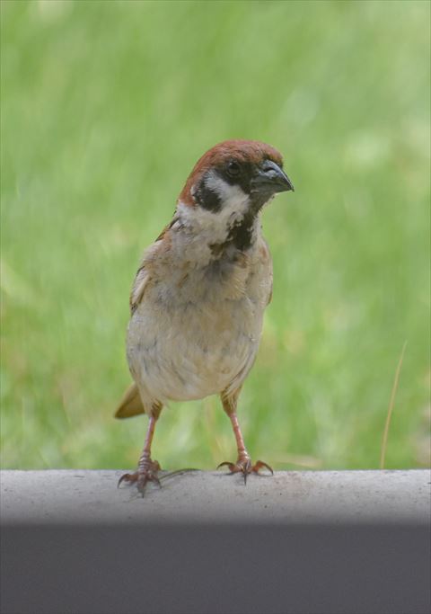 首をのばすスズメ