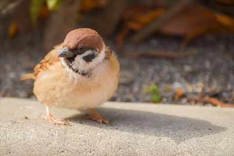 木の葉とスズメ