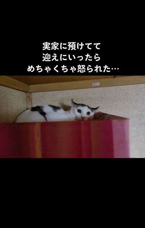 隅っこ猫ちゃん遠くから