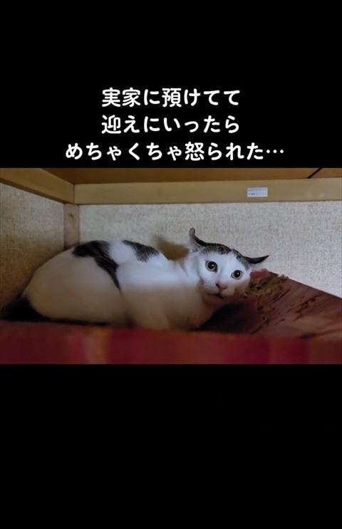 少し口あけてる猫ちゃん