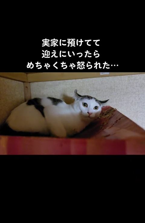口閉じてる猫ちゃん近く
